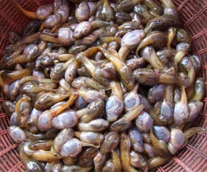 Đặc sản chỉ có ở Thanh Hóa, xưa không dám ăn nay làm nhiều món nổi tiếng, ít người được thưởng thức - 1