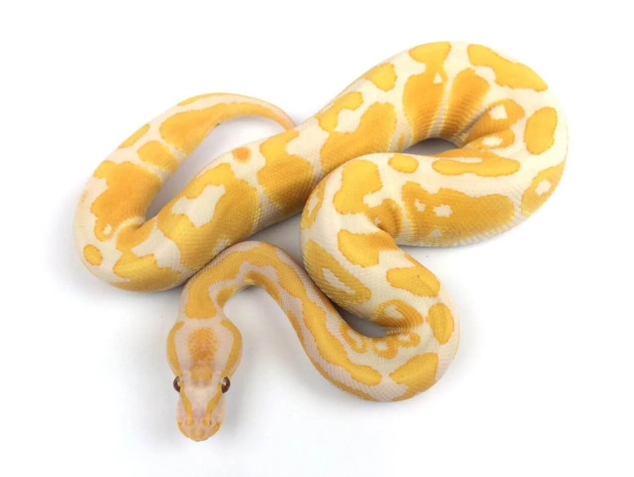 5 thú cưng đắt nhất hành tinh: Chỉ giới siêu giàu mới dám bỏ hơn 1.000 tỷ đồng để sở hữu một con vật nuôi - 4