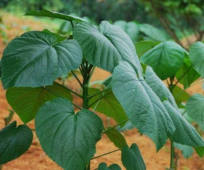 Cây dại mọc bờ bụi có tên vô cùng lạ, nay được ưa chuộng vì hương vị đặc biệt, ít ai được thưởng thức - 1