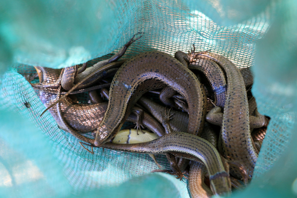 Thứ nhìn rất ghê, xưa không ai dám ăn, giờ thành đặc sản được ưa chuộng đến lạ, 300.000 đồng/kg - 3