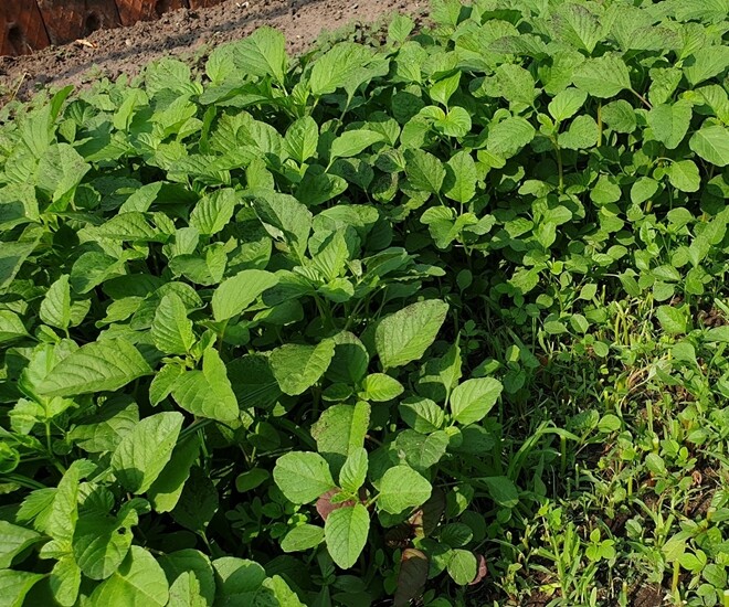Cây dại mọc tua tủa sau mưa, xưa nhổ bỏ giờ thành đặc sản nổi tiếng ở thành phố, muốn mua cũng khó - 1