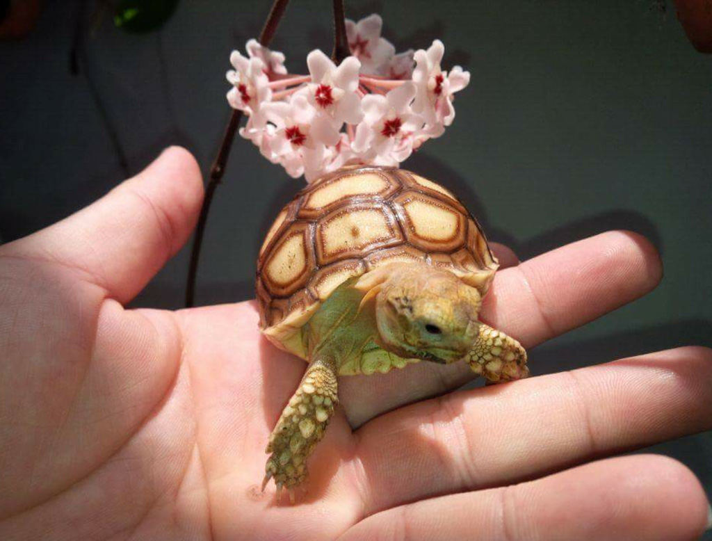 6 loài thú cưng sạch sẽ nhất khi nuôi: Có con vật còn tự dọn vệ sinh một cách thuần thục - 4