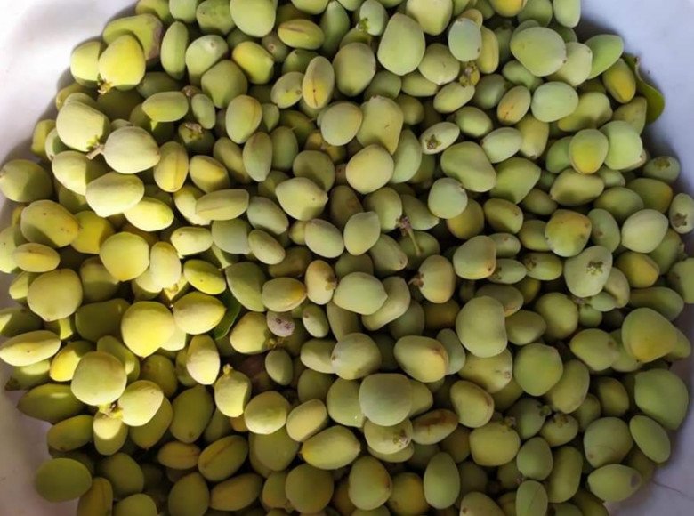Loại quả xưa có đầy không ai bán, giờ thành đặc sản được dân thành phố "ưa chuộng", 120.000 đồng/kg - 2