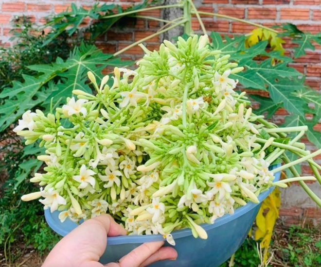 Thứ xưa rụng đầy gốc, có vị đắng nay thành đặc sản được ưa chuộng, làm đủ món ngon - 1