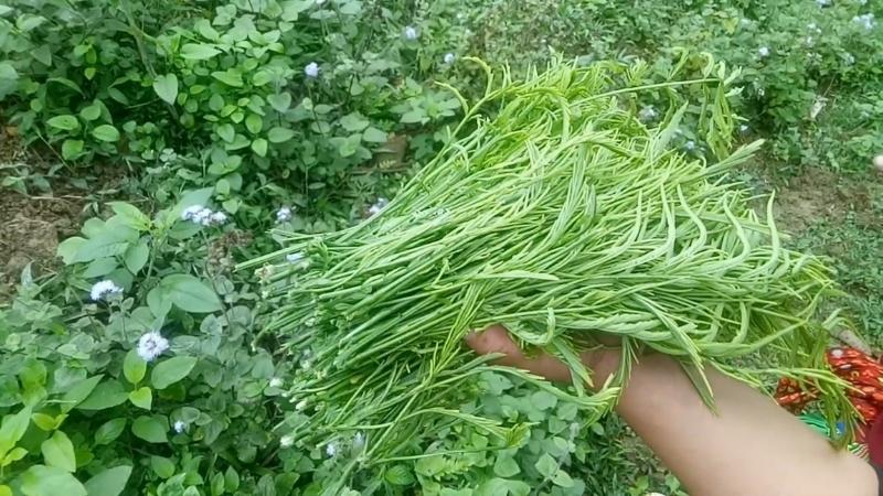 Cây dại “bốc mùi” được ví như “lộc trời”, là món ngon nổi tiếng với hương vị lạ, dân thành phố ưa chuộng - 2