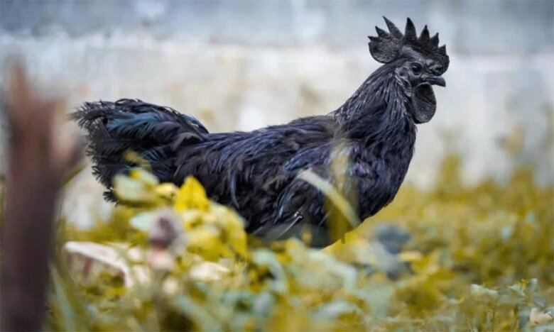 Nghề lạ ở Việt Nam: Nuôi con vật đen cho lợi nhuận “đỏ”, nông dân bỏ túi tiền tỷ mỗi năm, trứng bán 1 triệu đồng/quả - 5