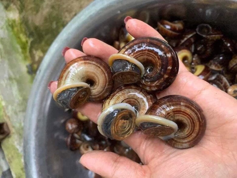 3 thực phẩm giàu canxi hơn sữa, có loại cao gấp 23 lần là đặc sản miền quê, ở chợ Việt bán nhiều với giá rẻ - 1