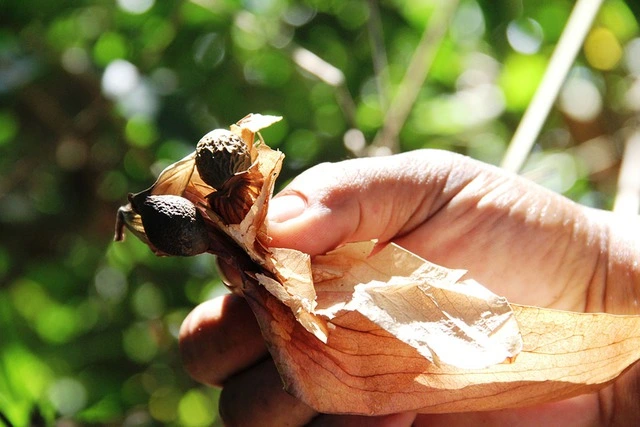 Nghề lạ ở Việt Nam: Rủ nhau vào rừng nhặt "lộc trời" là đặc sản được dân thành phố săn lùng, người dân thu tiền rủng rỉnh - 2