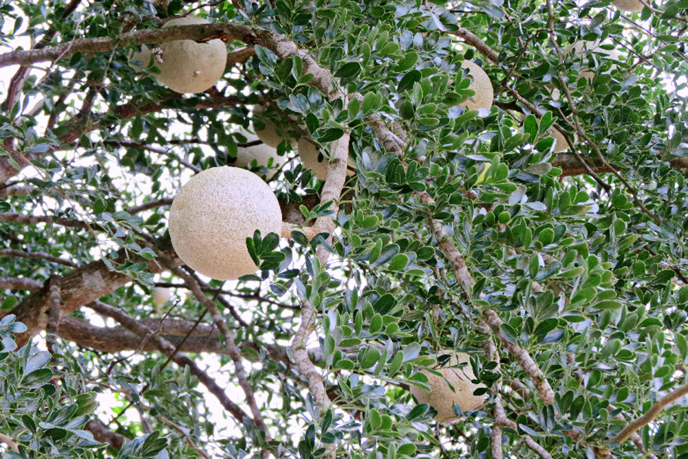 Loại quả xưa rụng đầy vườn nay lên đời thành đặc sản miền Tây nhờ hương vị lạ, có tiền cũng khó mà mua - 2