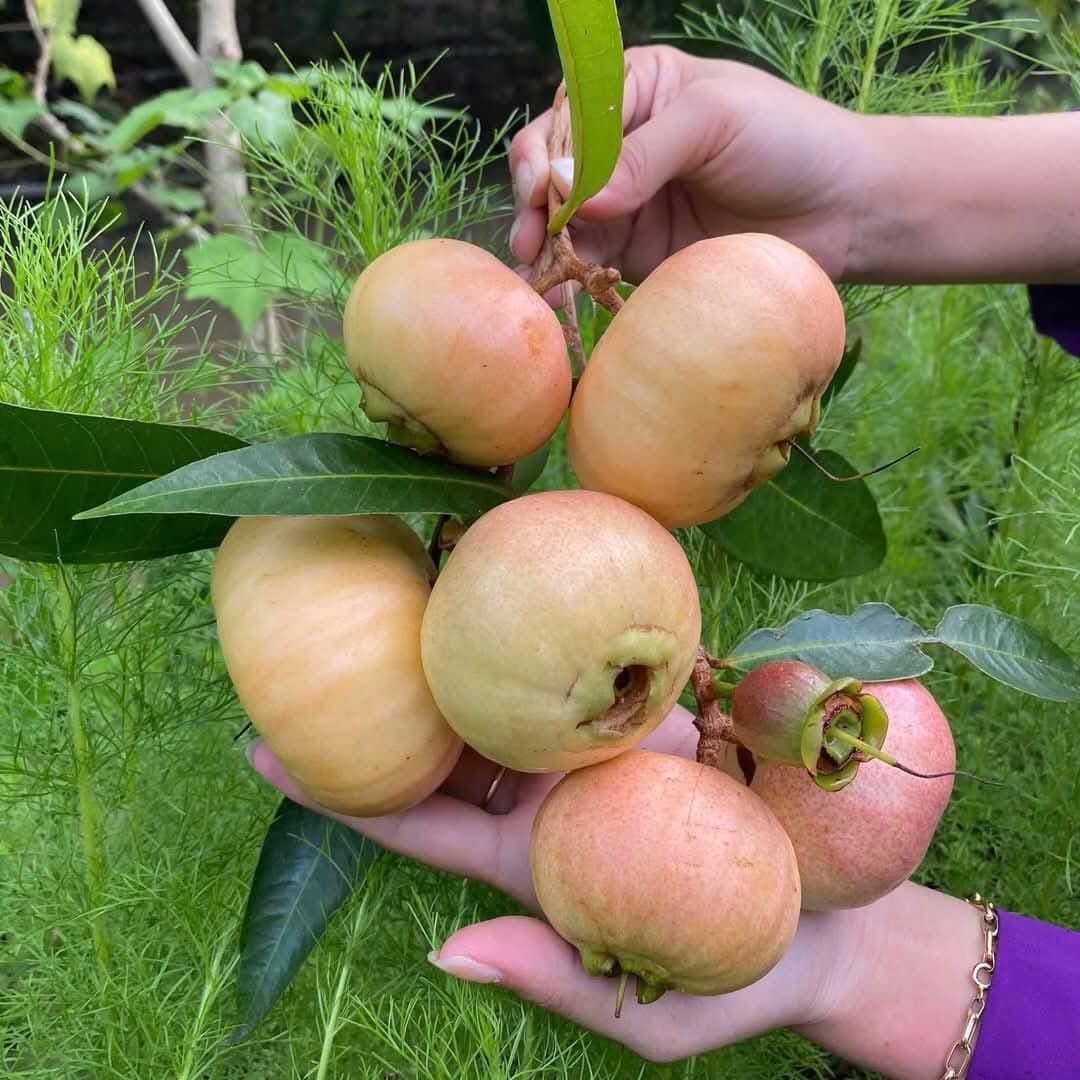 5 loại quả xưa rụng đầy gốc không ai ngó ngàng, nay lên đời thành đặc sản miền Tây được du khách thích mê - 4