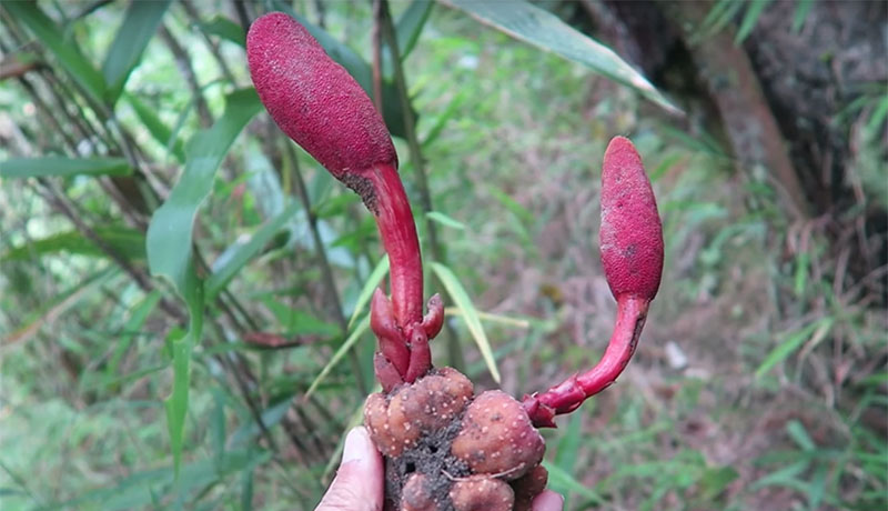 Cây mọc dại có tên "ngượng đỏ mặt", mỗi năm chỉ có một mùa, nay thành đặc sản nhiều người lùng mua, 400.000 đồng/kg - 3