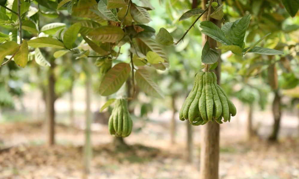 Nông dân đổi đời nhờ loại quả lạ được săn đón ngày Tết: Tới mùa là cháy hàng, giá đến 500.000 đồng/kg - 2