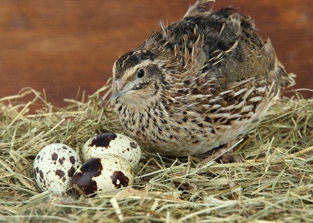 Loài chim bé tí, kích cỡ chỉ hơn nắm tay nhưng đẻ trứng nhiều hơn cả gà vịt, giúp nông dân vươn lên làm giàu - 3