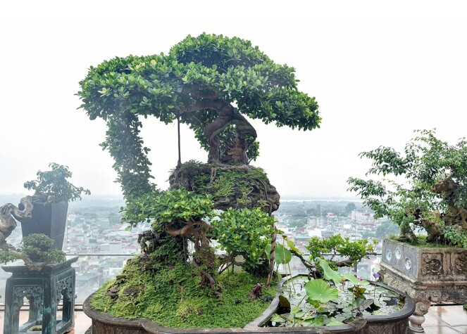 4 loại cây mọc hàng rào "lên chậu" thành bonsai đẹp lạ, mang lại tài lộc và cơ hội thăng tiến - 4