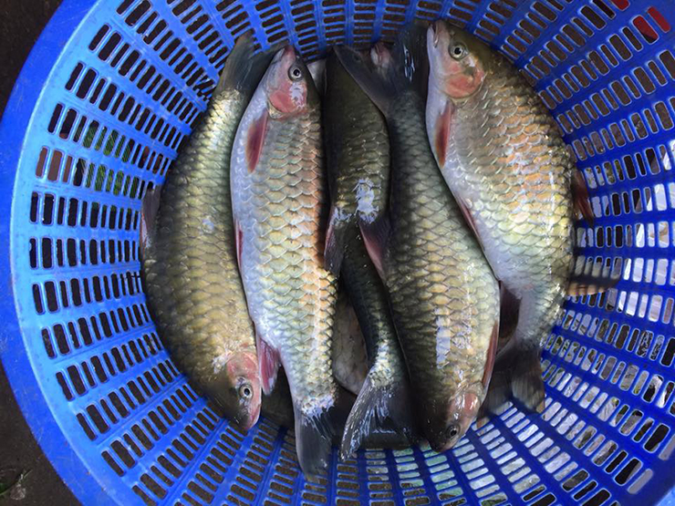 Loài cá đặc sản từng được mệnh danh “ngũ quái hà thủy”, thuộc loại hiếm có khó tìm, giá hơn 500.000 đồng/kg - 3