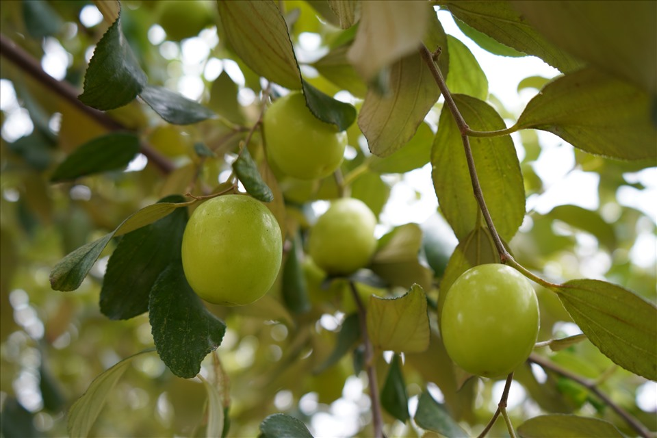 Loại quả “tốt nhất thế giới” chỉ có ở Hải Phòng, trồng trên đất “lạ” thành đặc sản vạn người mê, hút khách dịp Tết - 4