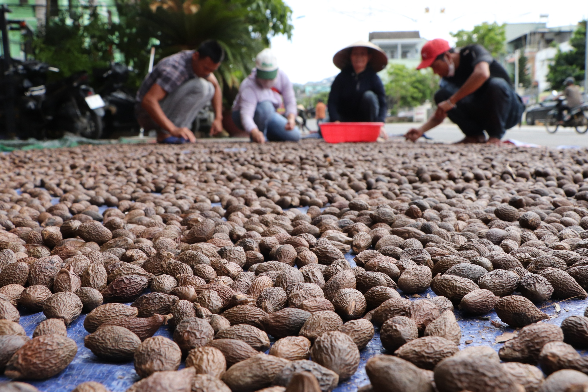 Nghề lạ ở Việt Nam: Rủ nhau vào rừng nhặt "lộc trời" là đặc sản được dân thành phố săn lùng, người dân thu tiền rủng rỉnh - 3