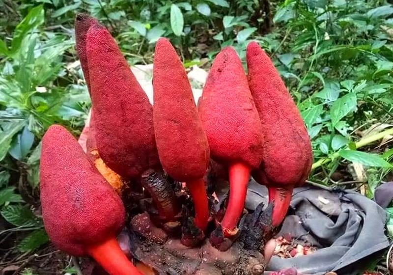 Cây mọc dại có tên "ngượng đỏ mặt", mỗi năm chỉ có một mùa, nay thành đặc sản nhiều người lùng mua, 400.000 đồng/kg - 2