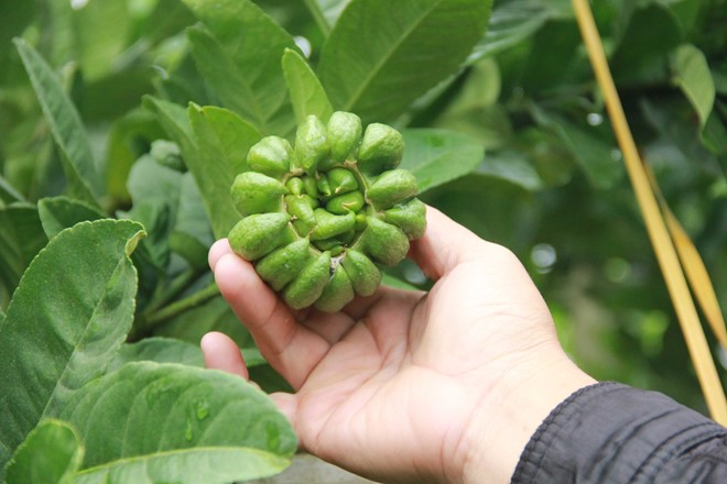 Nông dân đổi đời nhờ loại quả lạ được săn đón ngày Tết: Tới mùa là cháy hàng, giá đến 500.000 đồng/kg - 3