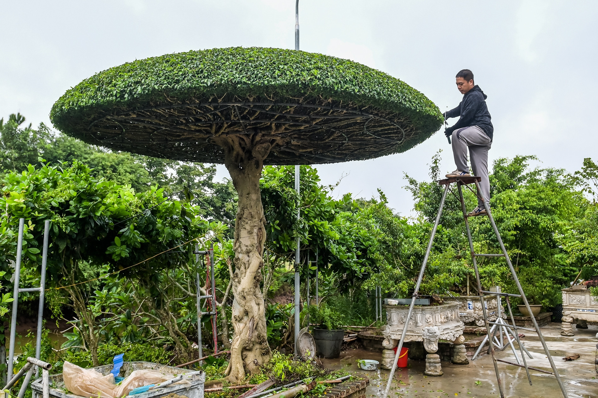 Nghề lạ ở Việt Nam: Người dân vui mừng khi chẳng cần vốn đầu tư, đi cắt lá là kiếm tiền triệu mỗi ngày dịp trước Tết - 2