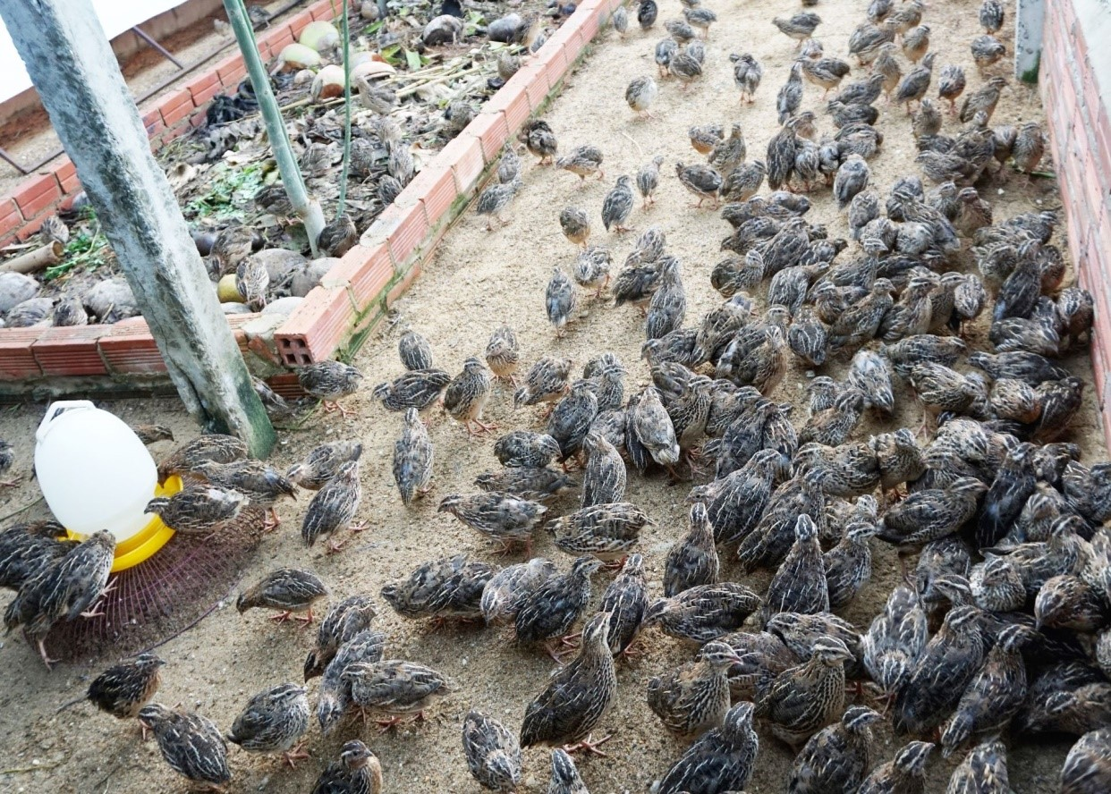 Loài chim bé tí, kích cỡ chỉ hơn nắm tay nhưng đẻ trứng nhiều hơn cả gà vịt, giúp nông dân vươn lên làm giàu - 2