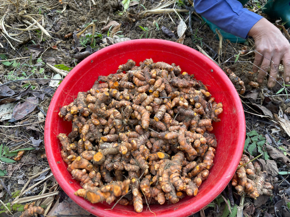 Loại củ dân dã xưa vứt trong xó bếp nay đổi đời thành "dược liệu", trồng bạt ngàn ở Việt Nam giúp nông dân làm giàu - 2