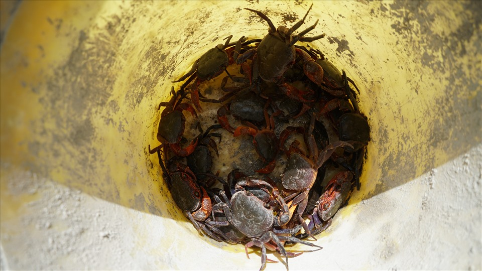 Nghề lạ ở Việt Nam: Lên núi câu con đặc sản được ví là “lộc trời” tại An Giang, người dân kiếm tiền triệu/ngày - 4