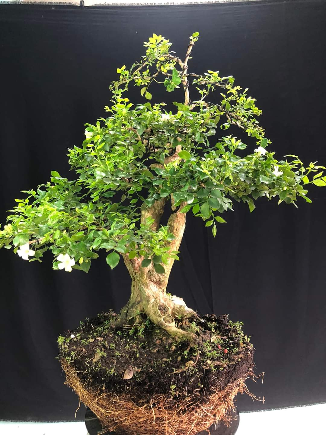 4 loại cây mọc hàng rào "lên chậu" thành bonsai đẹp lạ, mang lại tài lộc và cơ hội thăng tiến - 3
