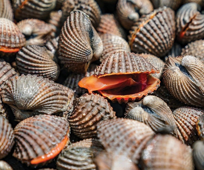 Nông dân đổi đời nhờ nuôi con tối ngày ngụp lặn dưới bùn, không phải cho ăn, tới mùa thu hoạch là "hốt bạc" - 1