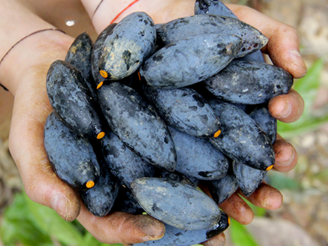 Món xưa nhà nghèo ăn đến chán ngán nay lên đời thành đặc sản lạ, dân thành phố săn lùng, 150.000 đồng/kg - 2