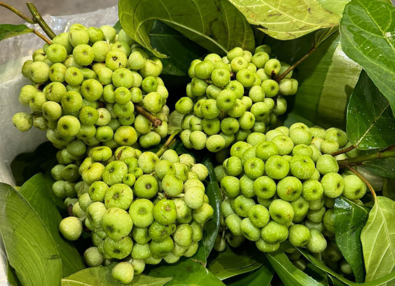 Loại quả trồng làm cảnh, nay thành đặc sản được ưa chuộng, 250.000 đ/kg xuất hiện trên mâm ngũ quả Tết - 3