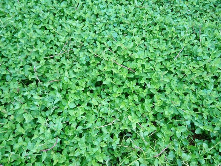 Cây dại mọc bờ rào mang về trồng 3 tháng là thu hoạch, hái bán quanh năm, thành đặc sản nổi tiếng 120.000 đồng/kg - 3