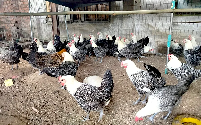 Nuôi con “1 vốn 4 lời”, cho ăn nhân sâm, thảo dược, cứ tới mùa “đẻ sòn sòn” bán chẳng kịp, nông dân thu lãi đậm - 2