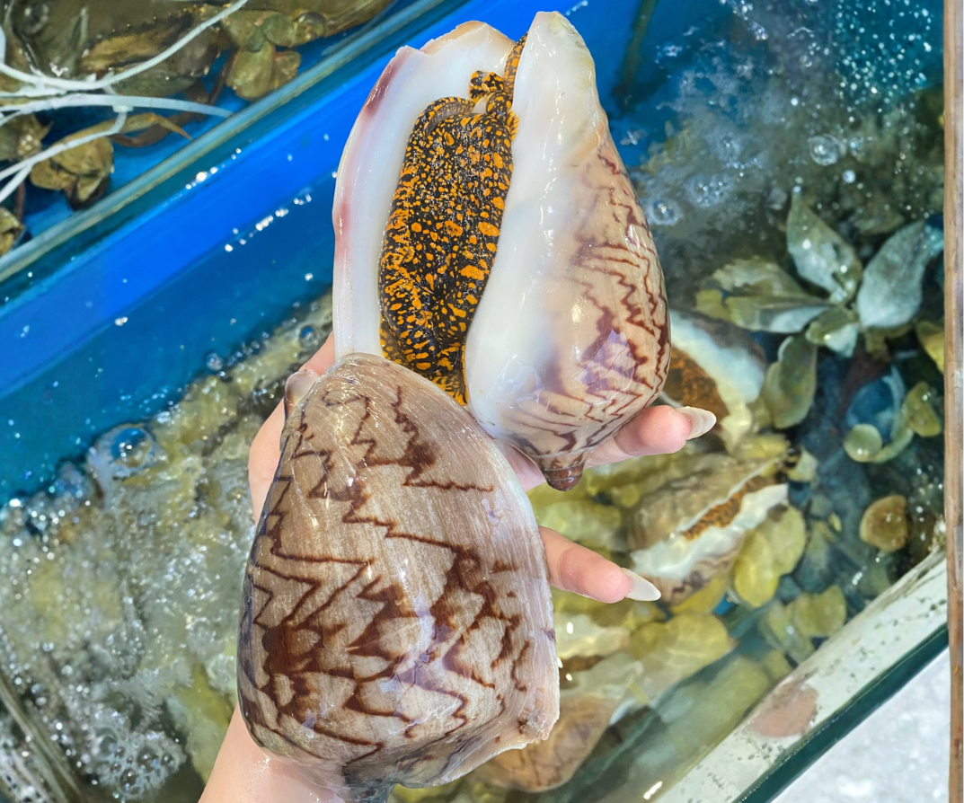 “Lộc trời” ở vùng biển Việt Nam, lâu lâu mới có, sở hữu kích thước khổng lồ, giá gần 1 triệu đồng/con vẫn được săn lùng - 1