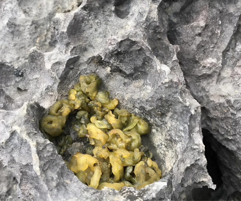 Từng là món cứu đói ở Ninh Bình, sở hữu vẻ ngoài "khó coi" nhưng nay hút thực khách, nhiều người nghe tên chưa chắc biết - 1