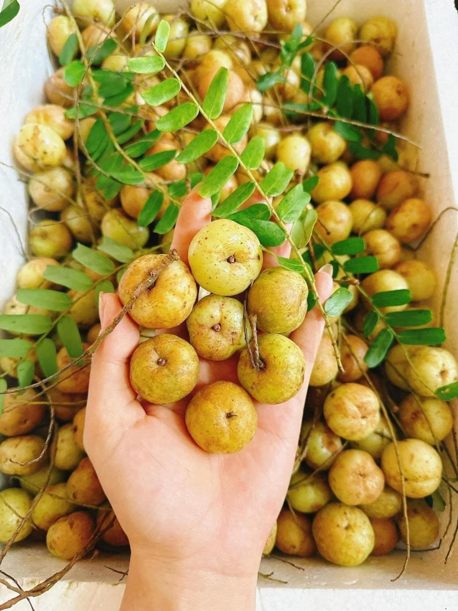Loại quả xưa không ai ngó ngàng nay lên đời thành đặc sản giá 500.000 đồng/kg, dân thành phố thích mê - 4