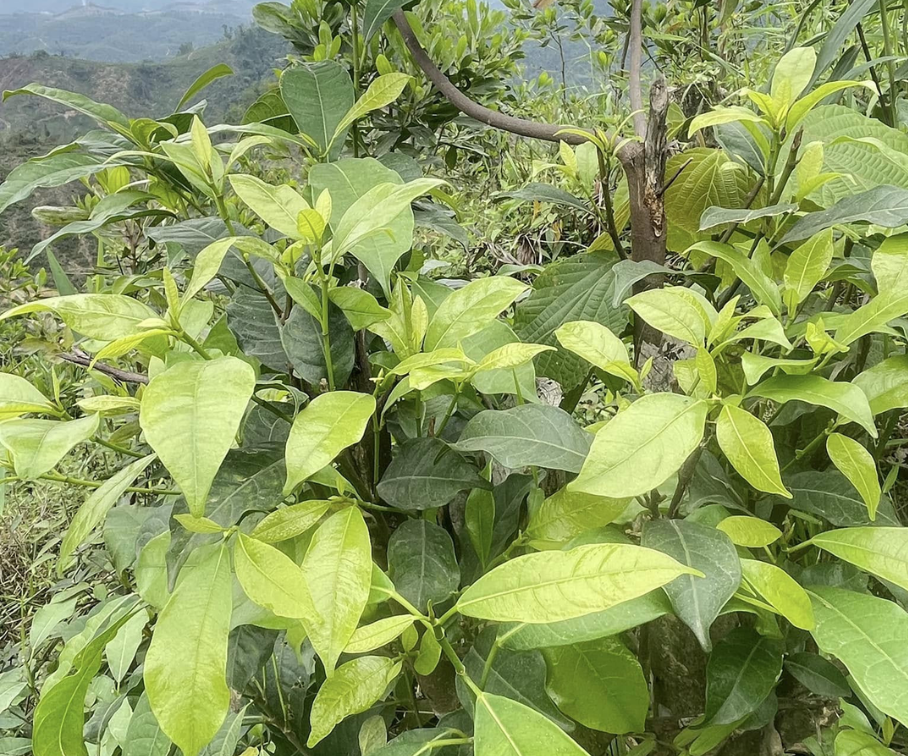 Thứ xưa rụng đầy gốc không ai ngó ngàng nay lên đời thành đặc sản lạ, hương vị hấp dẫn, giá gần 100.000 đồng/kg - 1