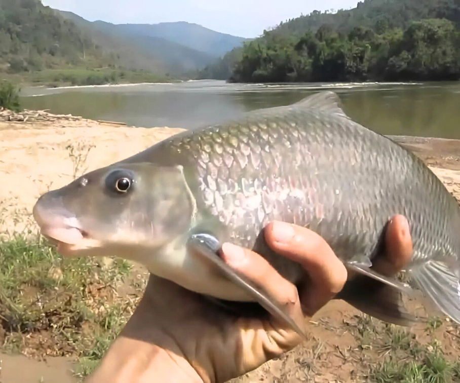 Loài cá đặc sản từng được mệnh danh “ngũ quái hà thủy”, thuộc loại hiếm có khó tìm, giá hơn 500.000 đồng/kg - 1