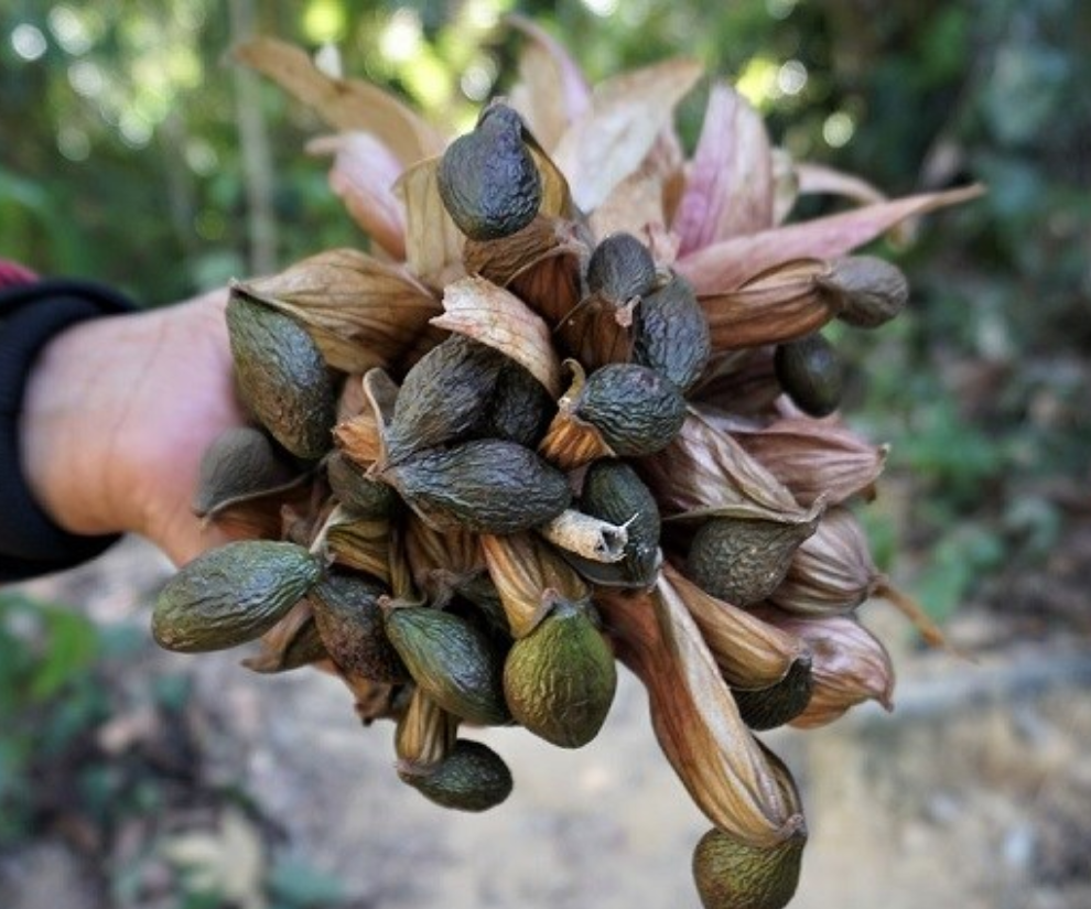 Nghề lạ ở Việt Nam: Rủ nhau vào rừng nhặt "lộc trời" là đặc sản được dân thành phố săn lùng, người dân thu tiền rủng rỉnh - 1