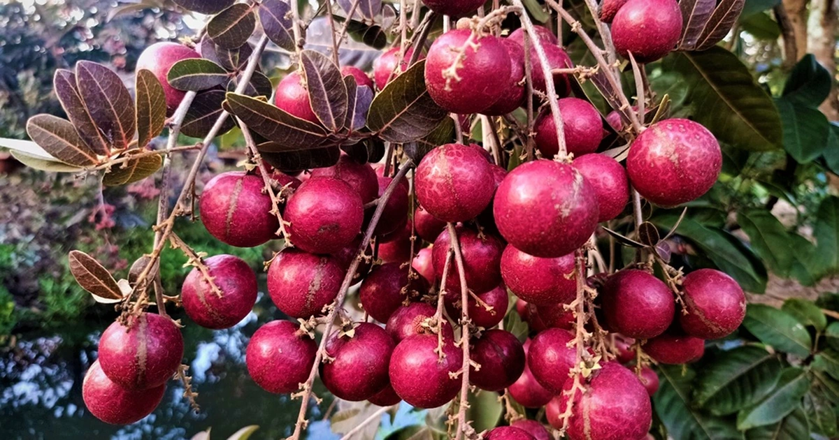 5 loại quả xưa rụng đầy gốc không ai ngó ngàng, nay lên đời thành đặc sản miền Tây được du khách thích mê - 6