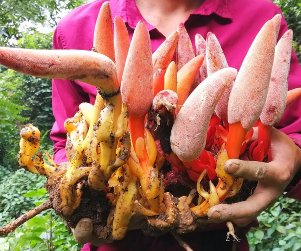 Cây mọc dại có tên "ngượng đỏ mặt", mỗi năm chỉ có một mùa, nay thành đặc sản nhiều người lùng mua, 400.000 đồng/kg - 1