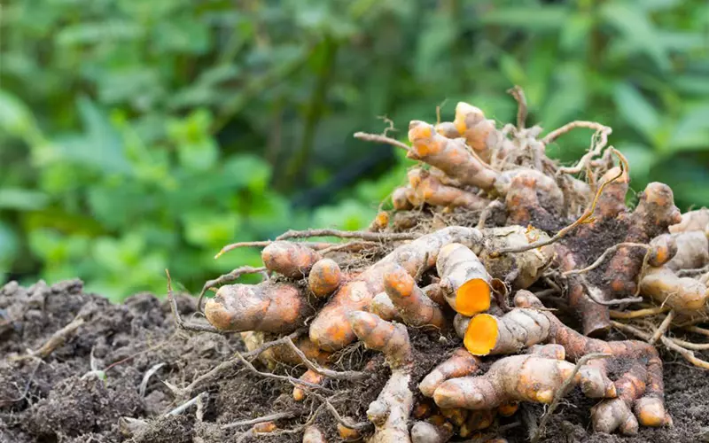 Loại củ dân dã xưa vứt trong xó bếp nay đổi đời thành "dược liệu", trồng bạt ngàn ở Việt Nam giúp nông dân làm giàu - 3