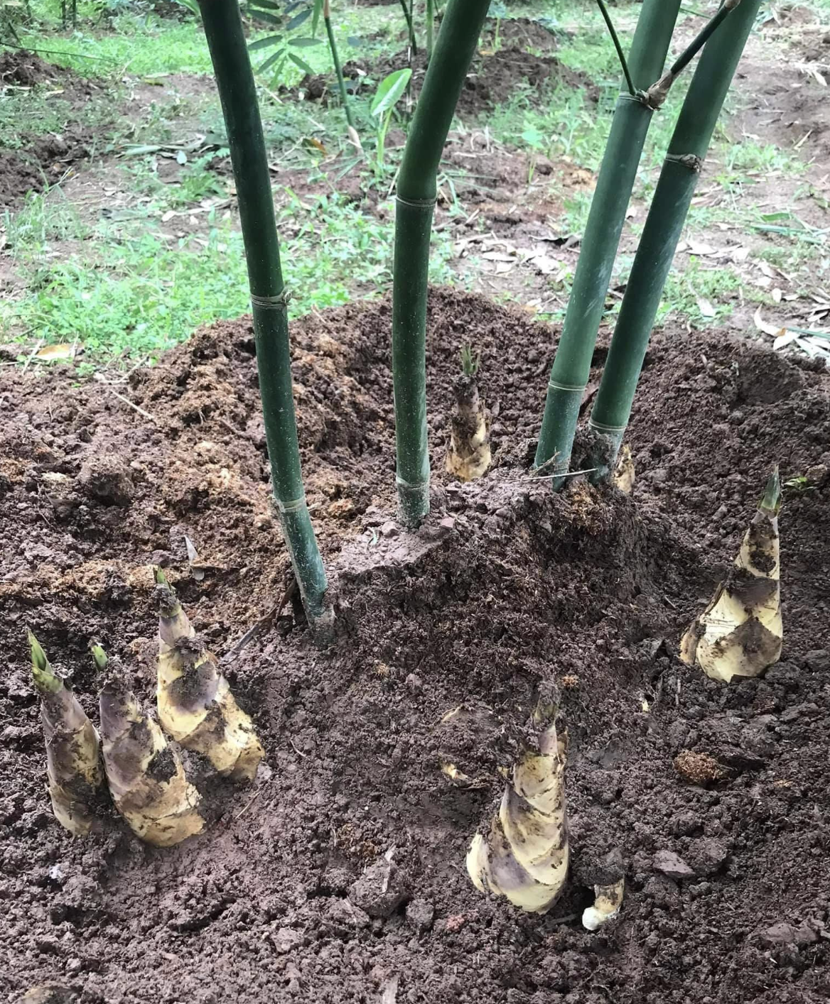 Loài cây “trăm đốt” sống trên đất cằn cỗi, trồng một lần thu hoạch 10 năm giúp người nông dân đổi đời - 3