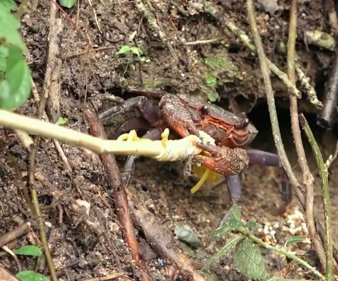 Nghề lạ ở Việt Nam: Lên núi câu con đặc sản được ví là “lộc trời” tại An Giang, người dân kiếm tiền triệu/ngày - 1