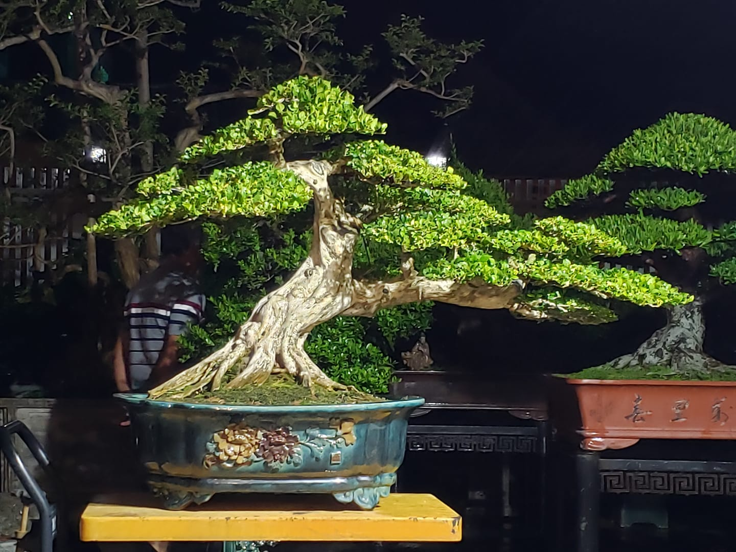 4 loại cây mọc hàng rào "lên chậu" thành bonsai đẹp lạ, mang lại tài lộc và cơ hội thăng tiến - 2
