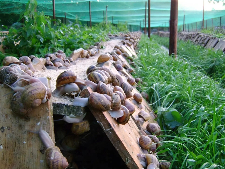 Đặc sản nghe tên "sợ khiếp vía", xưa không ai dám ăn, nay là món thơm ngon được ưa chuộng, giá 120.000 đồng/kg - 2