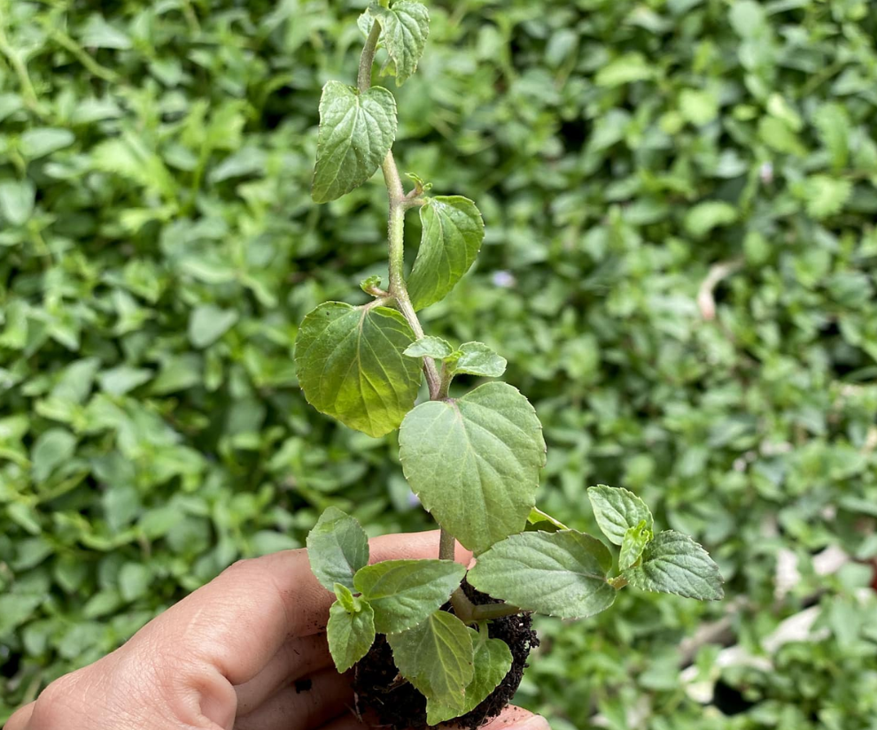 Cây dại mọc bờ rào mang về trồng 3 tháng là thu hoạch, hái bán quanh năm, thành đặc sản nổi tiếng 120.000 đồng/kg - 1