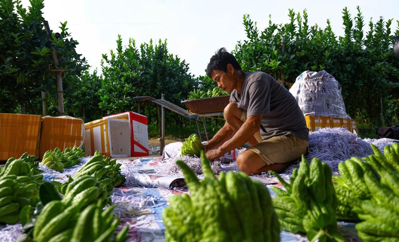 Tin tức 24h: Thời tiết Tết Nguyên đán thay đổi thế nào? - 2