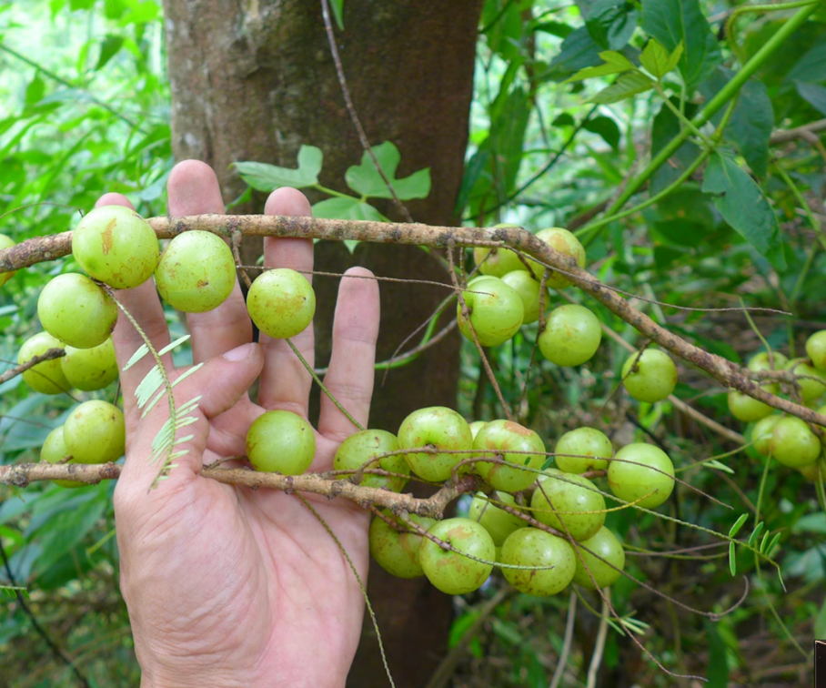 Loại quả xưa không ai ngó ngàng nay lên đời thành đặc sản giá 500.000 đồng/kg, dân thành phố thích mê - 1
