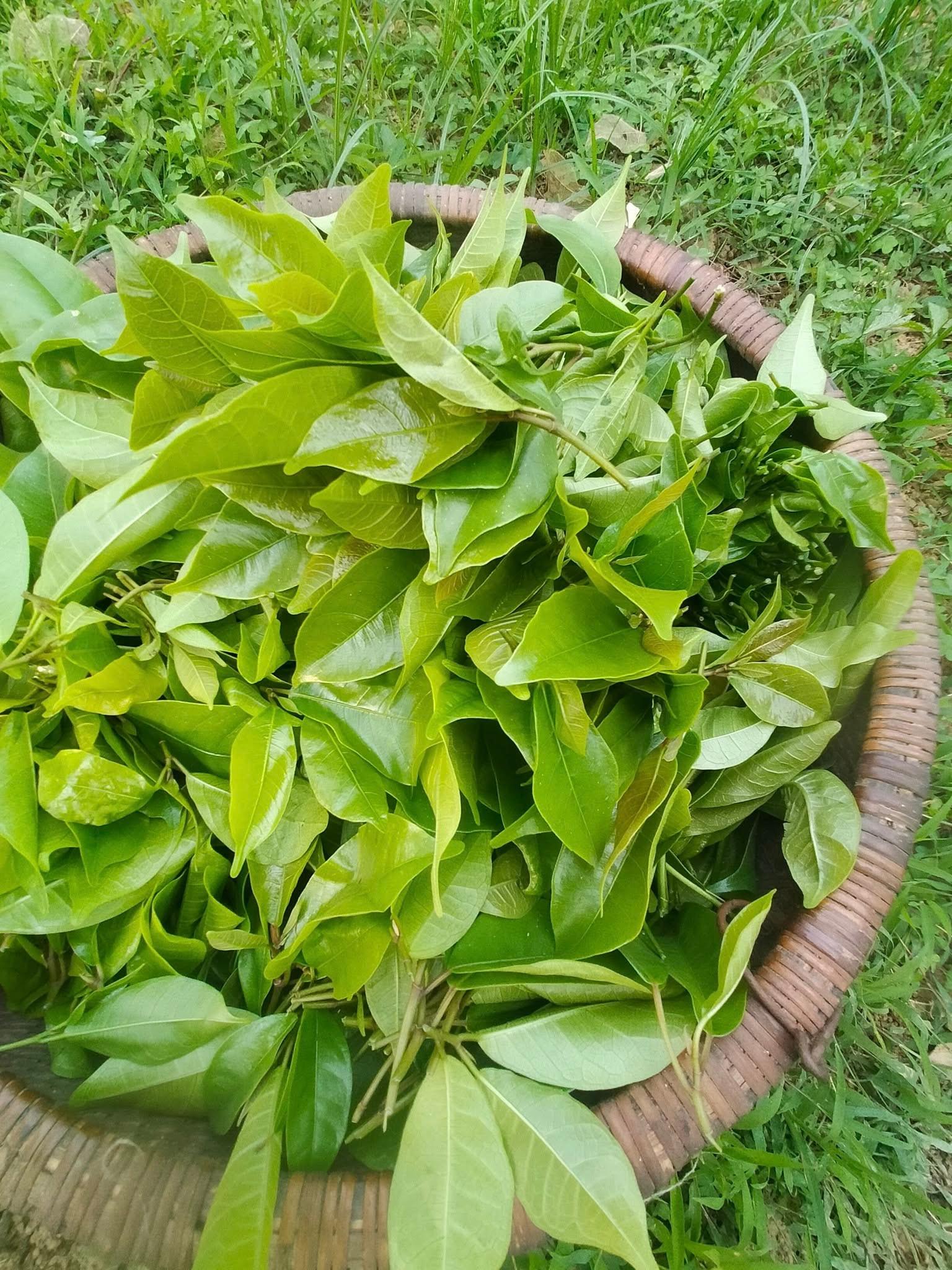 Thứ xưa rụng đầy gốc không ai ngó ngàng nay lên đời thành đặc sản lạ, hương vị hấp dẫn, giá gần 100.000 đồng/kg - 4